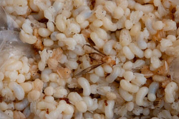 close-up showing a mass of white and translucent red ant eggs, larvae, and pupae. A few adult red ants and winged reproductives are also visible.