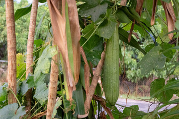close-up shot of a Luffa acutangular (angled loofah or sponge gourd) hanging from a branch.
