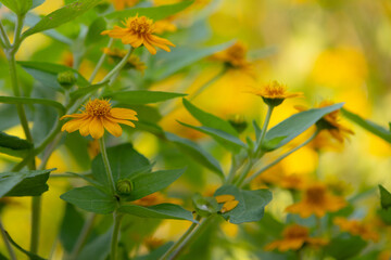 bright yellow Dahlberg Daisy (Thymophylla tenuiloba), also known as Golden Fleece or Pricklyleaf.