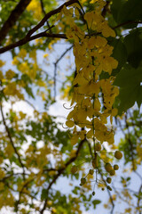  bright yellow flowers cascading from a Golden Shower tree (Cassia fistula). The long, pendulous racemes of blooms are interspersed with green leaves