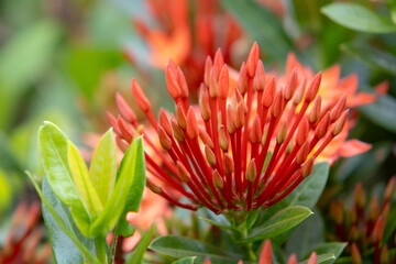 bright red Ixora coccinea flowers, also known as Scarlet Jungle Geranium or Flame of the Woods....