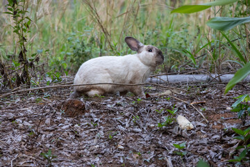 cute rabbit sitting among dry leaves and green plants. The rabbit is mostly white with some brown markings
