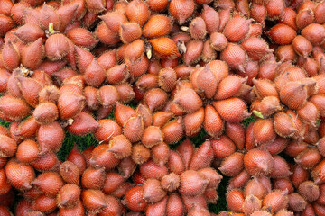 pile of Salacca fruits, also known as snake fruit, showcasing their unique reddish-brown, scaly skin and thorny appearance.