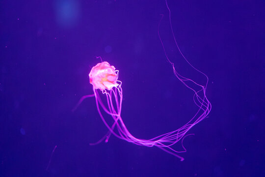 solitary jellyfish gracefully glides through the water, its translucent body and long, trailing tentacles creating a mesmerizing sight. 
