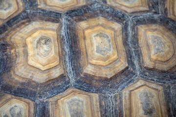 macro shot of a tortoise shell, showcasing its unique patterns and natural textures