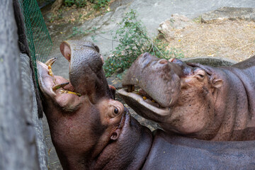 close-up of two hippos with their mouths wide open, showing large teeth as they eagerly eat