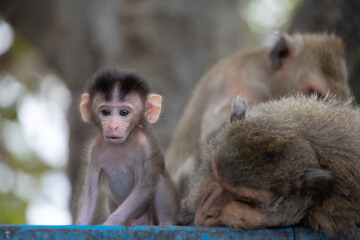 Baby Monkey with Family in a Natural Habitat