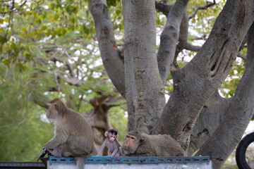 Baby Monkey with Family in a Natural Habitat