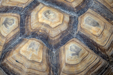 Fototapeta premium macro shot of a tortoise shell, showcasing its unique patterns and natural textures