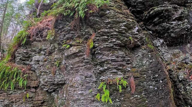 Green ferns on the surface of a vertical layered rock near Bushkill Falls, Pennsylvania, USA