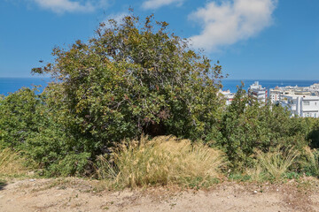 Robust vegetation under blue sky