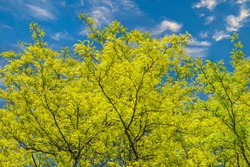 Sharp Yellow Trees Against a Blue Sky with Clouds Background