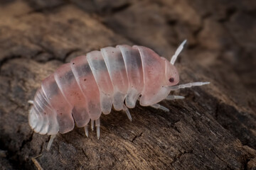 Cubaris sp Pink Panda King isopod on isolated background, Closeup Cubaris sp Pink Panda King isopod on wood