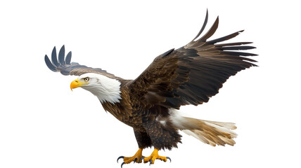 Fototapeta premium Bald eagle flying bird bald photography on transparent background 