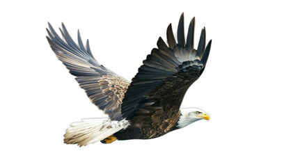 Obraz premium Bald eagle flying bird bald photography on transparent background 