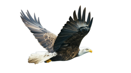 Bald eagle flying bird bald photography on transparent background 
