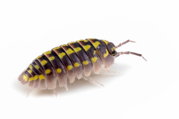 Armadillidium Gestroi Isopod closeup on white background, Armadillidium Gestroi Isopod on isolated background