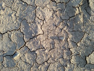 Dry cracked earth texture during drought