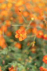 Close-Up of an Orange Cosmos Flower with Soft Bokeh Background in Hamarikyu Gardens, Tokyo