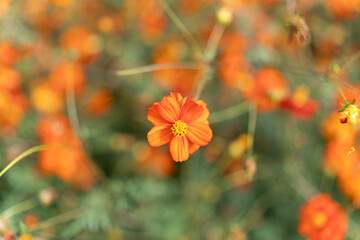Close-Up of an Orange Cosmos Flower with Soft Bokeh Background in Hamarikyu Gardens, Tokyo