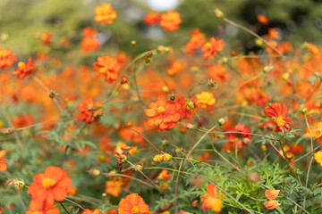 Orange Cosmos Flower Field in Bloom at Hamarikyu Gardens, Tokyo, Japan
