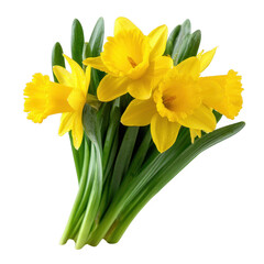 Obraz premium A vibrant bouquet of yellow daffodils with lush green leaves against a white isolated background, symbolizing spring and freshness.
