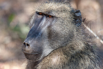 South Africa, Kruger National Park, Chacma Baboon (Papio ursinus)