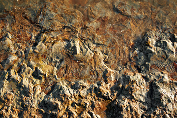 Shallow, sunlit water reveals intricate textures of submerged rocks and earthy sediments