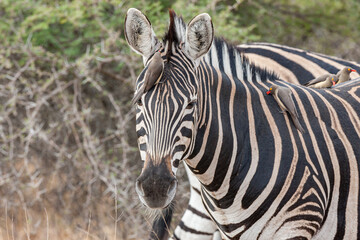 Fototapeta premium South Africa, Kruger National Park, Burchell's Zebra (Equus quagga burchellii) and Red-billed Oxpecker (Buphagus erythrorhynchus)