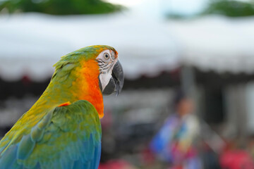 Harlequin macaw hybrid macaw parrot free flying bird