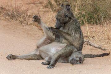 South Africa, Kruger National Park, Chacma Baboon (Papio ursinus)