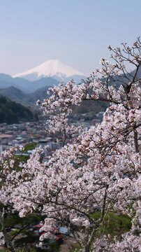 Mount Fuji over Cherry Blossoms and Otsuki City Captured from the Middle of Mt. Iwadono (Vertical | ZOOM IN)