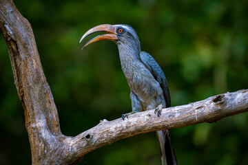 Obraz premium Malabat grey hornbill