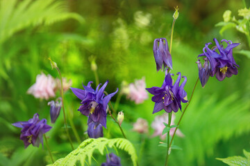 Beautiful blue columbine flowers in the garden