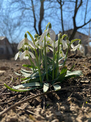 Little first spring flowers of snowdrops bloom outdoors in the spring