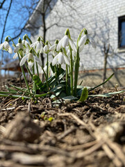 Little first spring flowers of snowdrops bloom outdoors in the spring