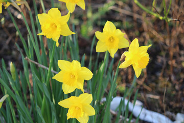 Daffodils in springtime lovely yellow flowers