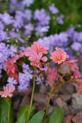 Obraz premium pink cosmos flower