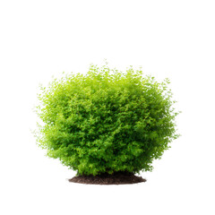 Fototapeta premium Lush green bush on a white isolated background, showcasing its vibrant foliage and natural beauty, perfect for landscaping or gardening themes.