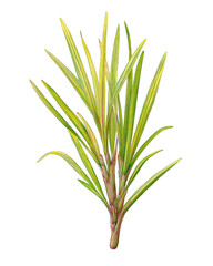 Fototapeta premium Close-up of a vibrant, tropical plant with bright yellow-green leaves radiating outward from a central stem
