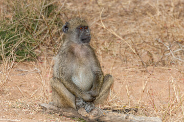 South Africa, Kruger National Park, Chacma Baboon (Papio ursinus)