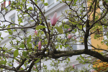 Magnolia flower on a spring morning.