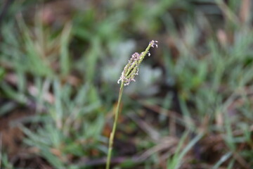 Cynodon dactylon grass flower. Its other names Bermuda, Dhoob, durva, ethana, dubo, dogs tooth grass, Bahama grass, devils grass, couch grass, Indian doab, arugampul, grama, wiregrass and scutch grass