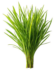 Fototapeta premium Lush bunch of vibrant green, grass-like foliage