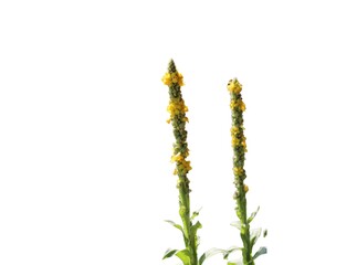 Verbascum densiflorum isolated on a white background 
