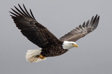 Naklejka premium Bald Eagle Flying in Sky with Majestic Wings Spread Wide