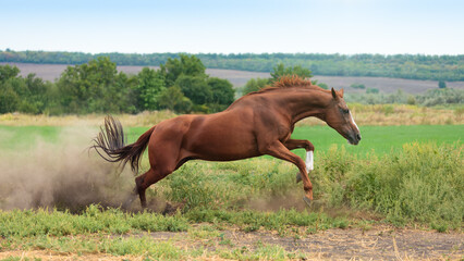 Galloping chestnut horse kicking up dust on countryside path surrounded by green fields and wild vegetation. Horse runs with power and speed across summer rural landscape