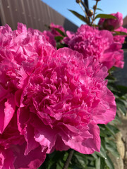Luxurious peony flower with a beautiful aroma to decorate the flower bed