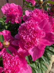 Luxurious peony flower with a beautiful aroma to decorate the flower bed