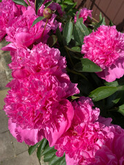 Luxurious peony flower with a beautiful aroma to decorate the flower bed
